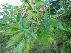 Ricinus communis