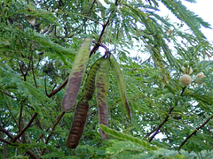 Leucaena leucocephala