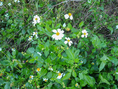 Bidens alba