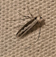 Epicephala albistriatella