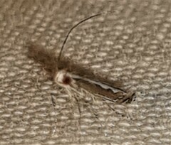 Epicephala albistriatella