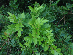 Schinus terebinthifolia