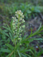 Lepidium virginicum