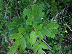 Schinus terebinthifolia