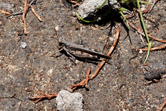 Pycnostictus seriatus