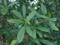 Quercus