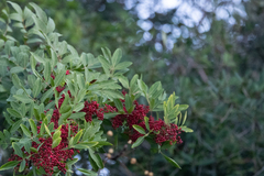 Schinus terebinthifolia