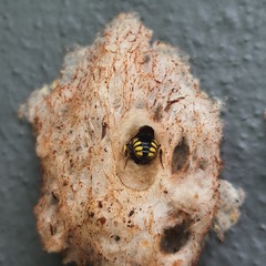 Anthidium