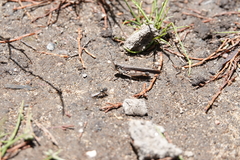 Pycnostictus seriatus