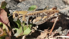 Calliptamus plebeius