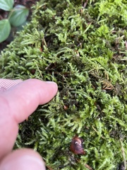 Claopodium crispifolium