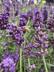 Lavandula angustifolia