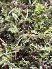 Claopodium crispifolium