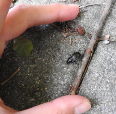 Abax ovalis