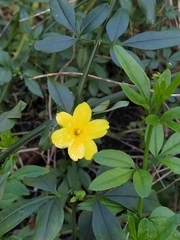 Jasminum mesnyi