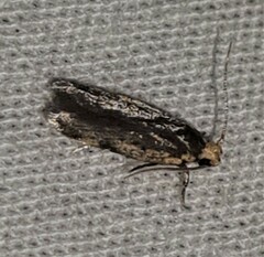 Hoplostega ochroma