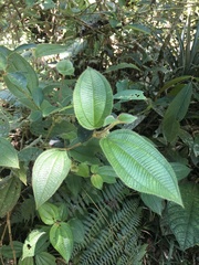 Miconia dependens