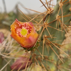 Opuntia elatior