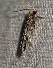 Hoplostega ochroma