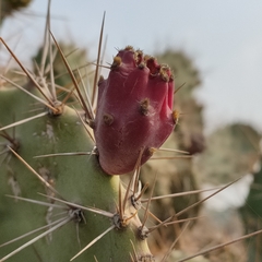 Opuntia elatior