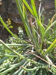 Aloe verecunda