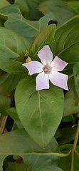 Vinca difformis