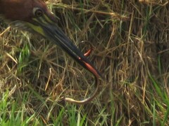 Helicops infrataeniatus