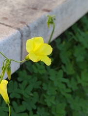 Oxalis pes-caprae