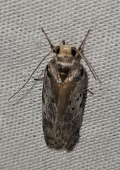 Philobota thiocrossa