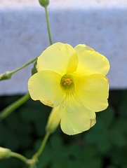 Oxalis pes-caprae