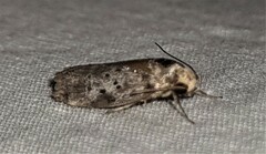 Philobota thiocrossa