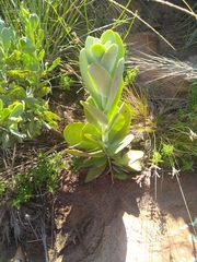 Kalanchoe thyrsiflora