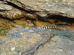 Laticauda colubrina