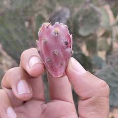 Opuntia elatior
