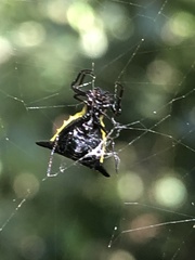 Micrathena pungens