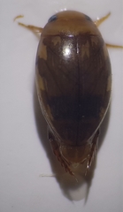 Laccophilus hyalinus