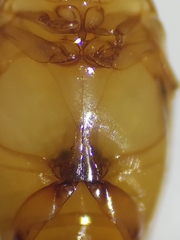 Laccophilus hyalinus