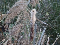 Typha