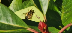 Eristalis similis
