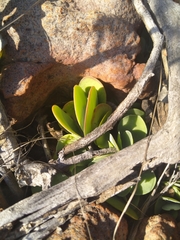 Kalanchoe paniculata