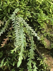 Cochlidium serrulatum