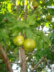 Xylocarpus granatum