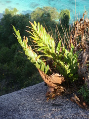 Drynaria quercifolia