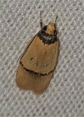 Eulechria hemisphaerica