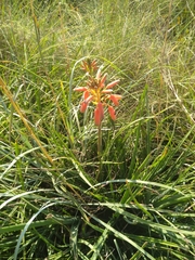 Aloe verecunda