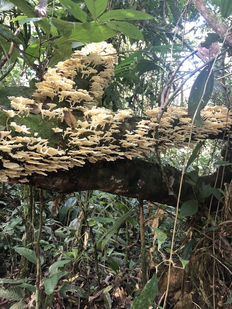 Favolus brasiliensis · January 2020 · photo: © blazeclaw (iNaturalist, cc-by)