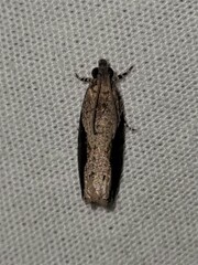 Statherotis pendulata