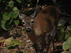 Odocoileus virginianus clavium