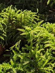 Thamnobryum