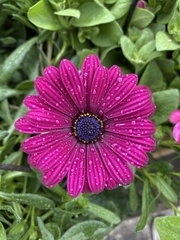 Dimorphotheca jucunda